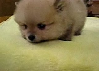 Puppy Whimpers
